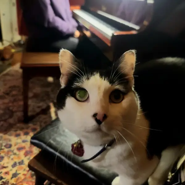 Bella the cat